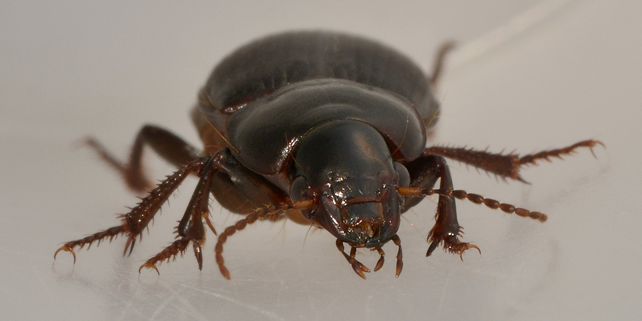 Harpalus sp.